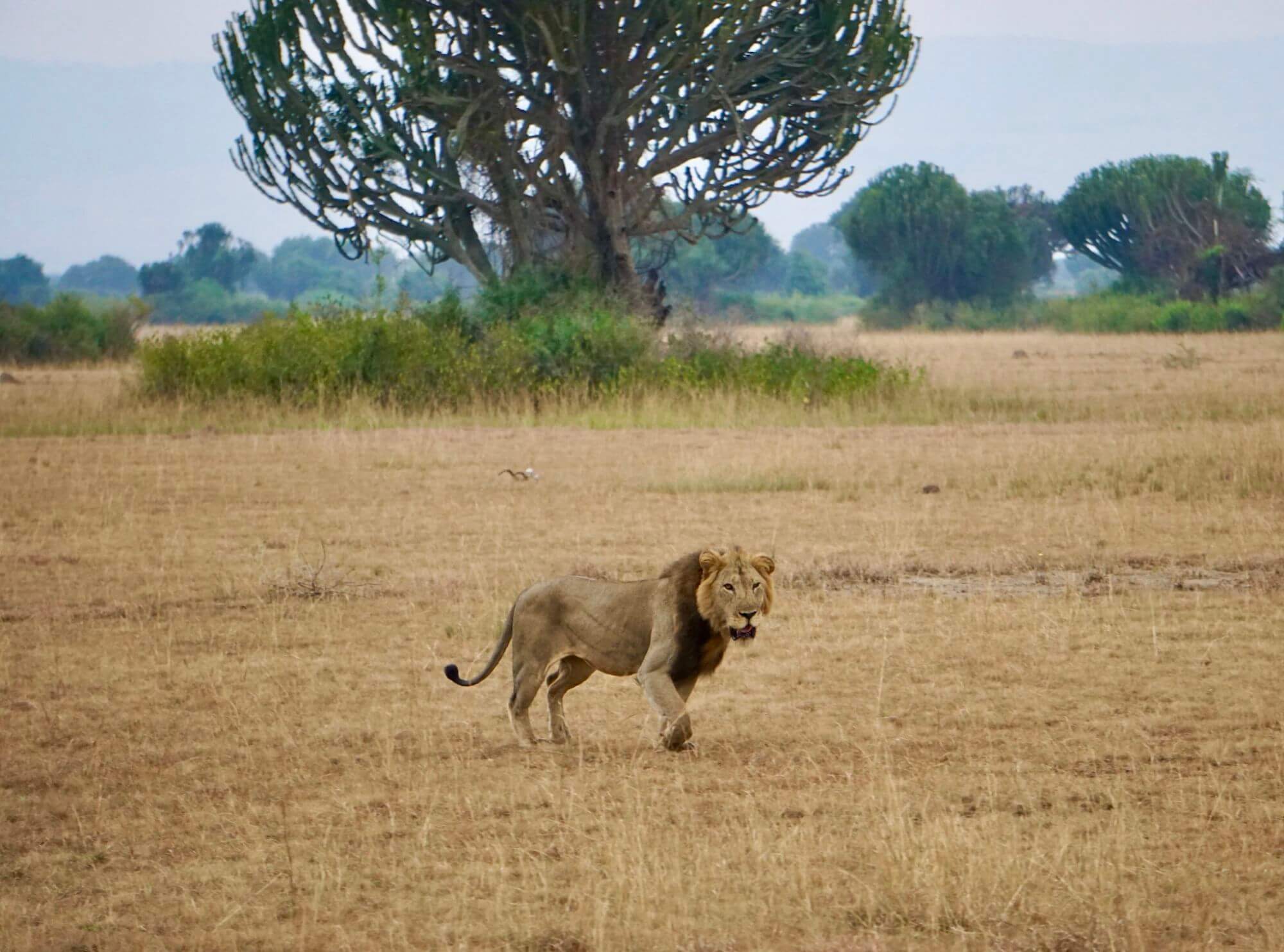 How to start planning 3 days Queen Elizabeth national park Uganda safari 